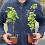 Ríbezľa červená (Ribes rubrum) ´JONKHEER VAN TETS´ - výška 30-40 cm, neskorá, kont. P9/C2L - KRÍKOVÁ